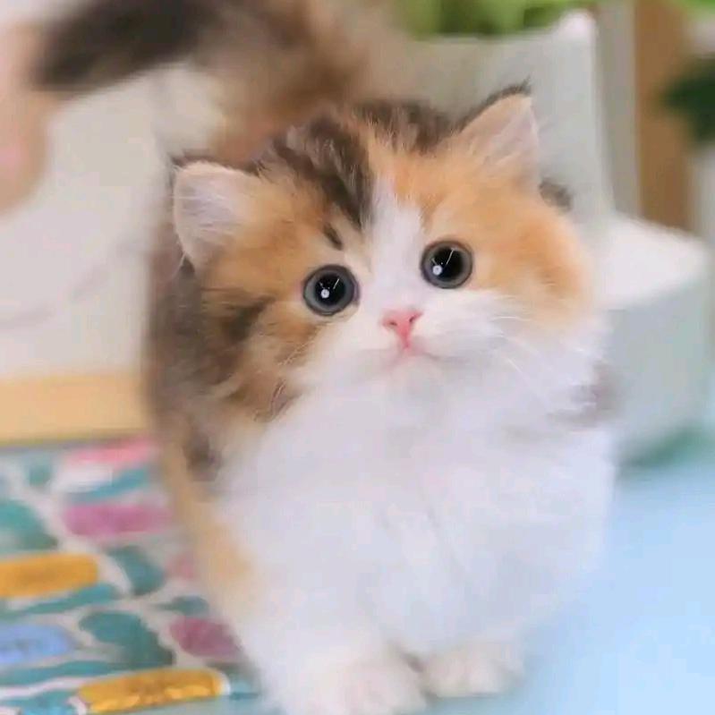 ♎喵🧸