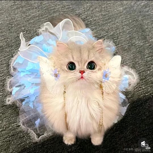 绝望，无助(小猫)