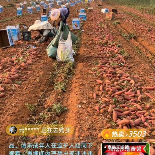 文果308