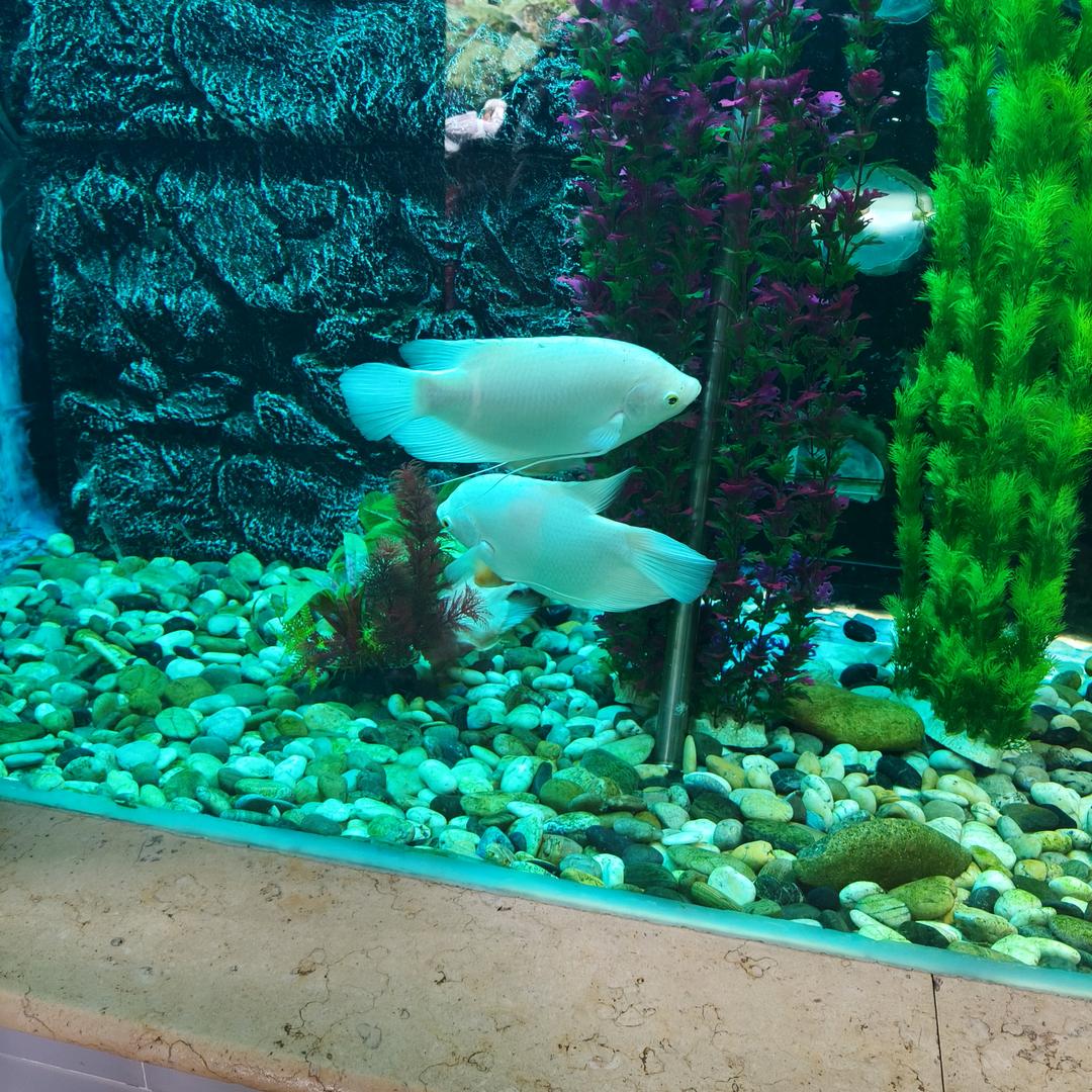 🐠🐟🐬年年有鱼🐟🐟🐟