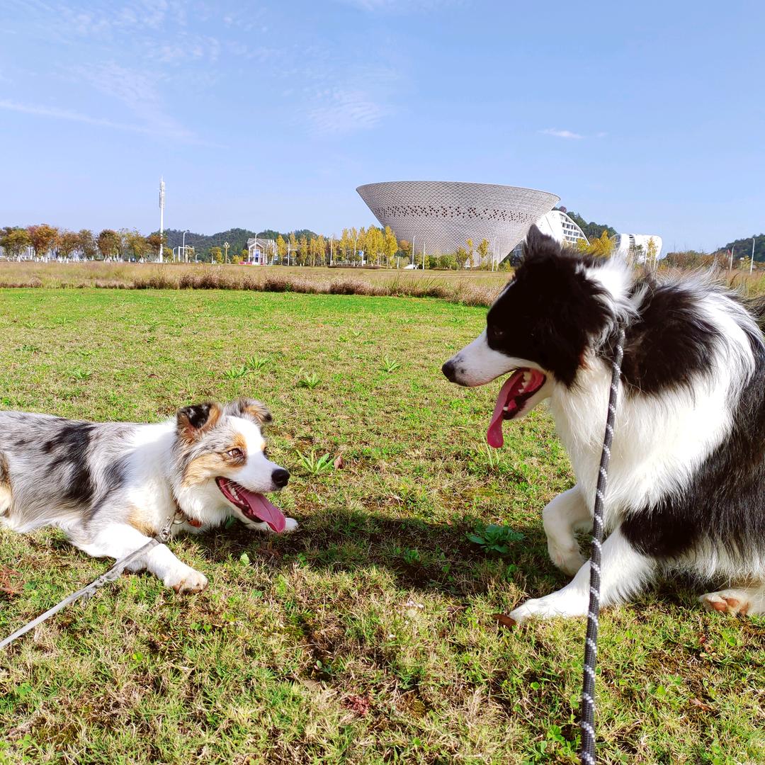 萌犬小七