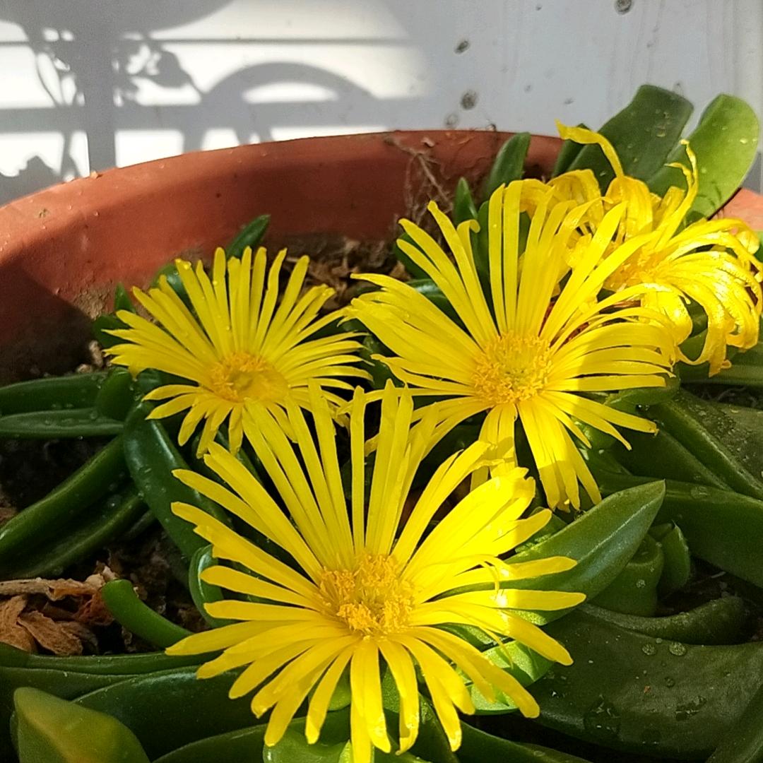一缕清风
