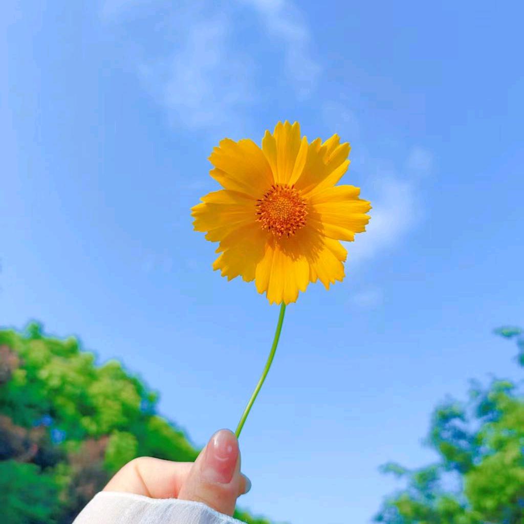 杠上开花