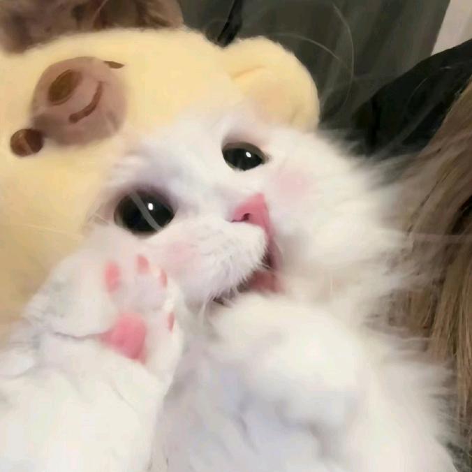 猫梦