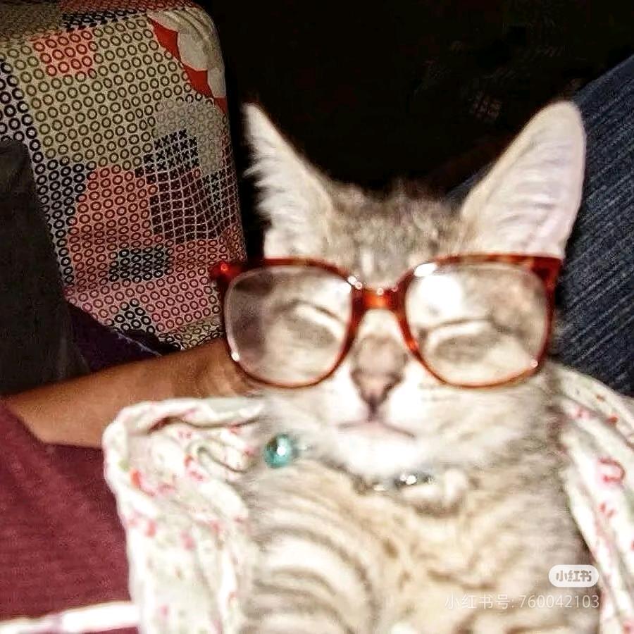 戴眼镜的困猫
