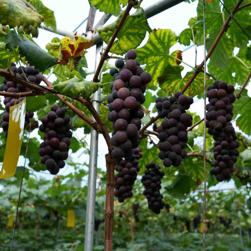 我是酉南金丽珠生态科技有限公司的阿强