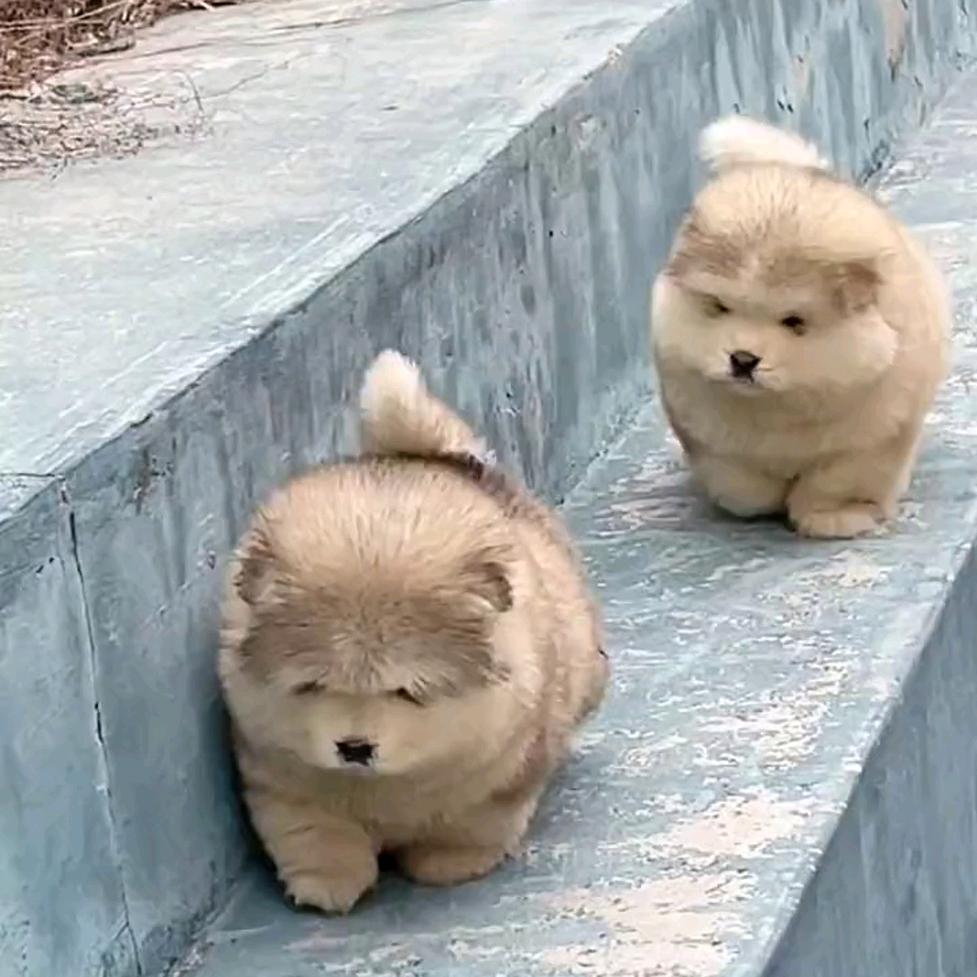 憨憨没有糖