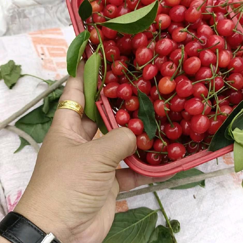 日有所思夜有所梦