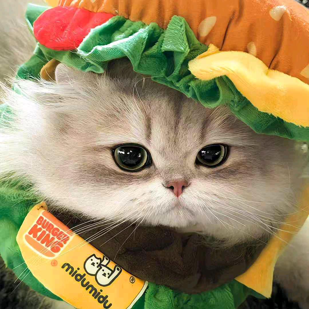 🌈＼(`Δ’)／孔明