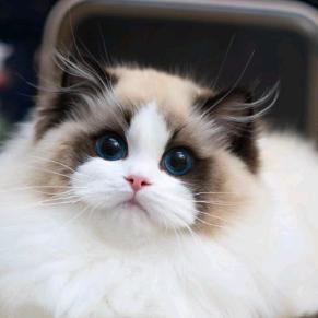 盘锦新脸版布偶猫舍