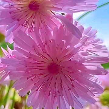 (||●'◡'●)))人间清醒