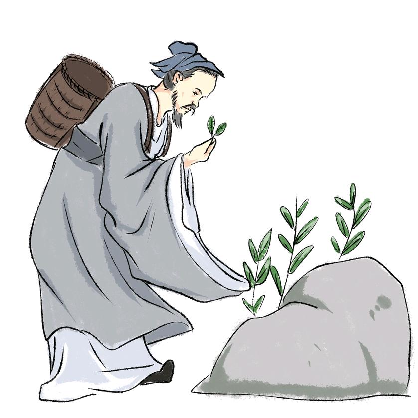 麦芽小兰（养发）