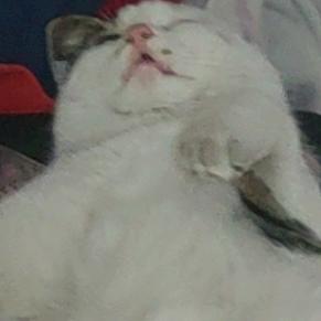 懒扬杨(猫角洲行动)