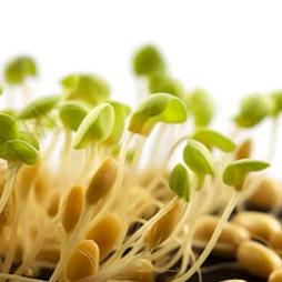 🐝小豆芽¹¹⁹⁸🍀