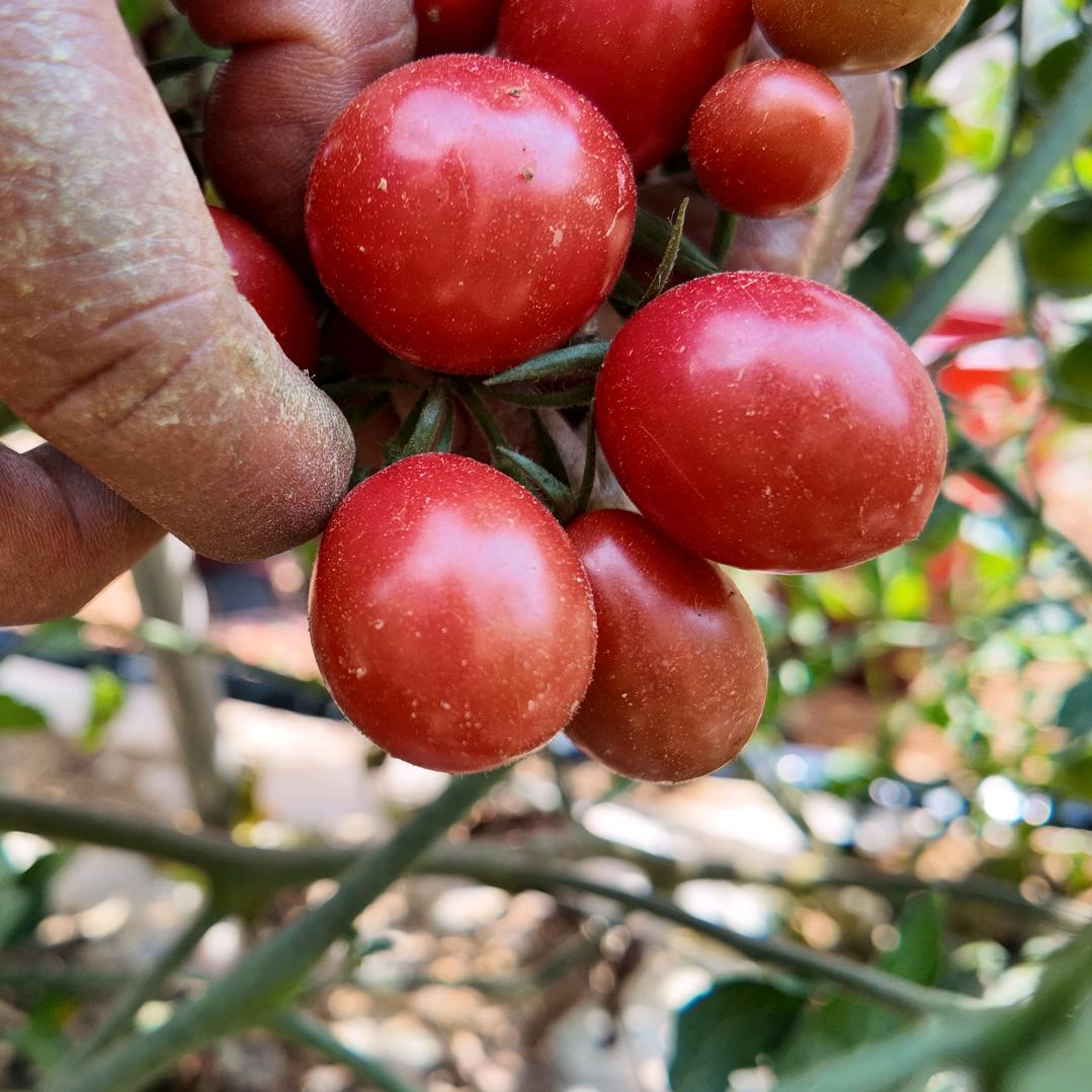楚雄道良露天有机农园