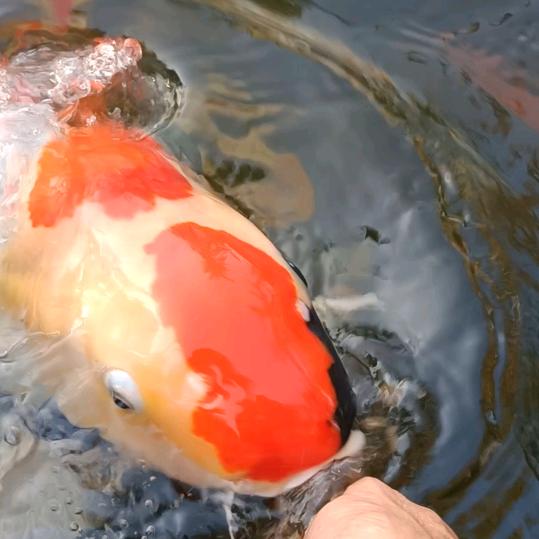 红锦鲤富贵甄选