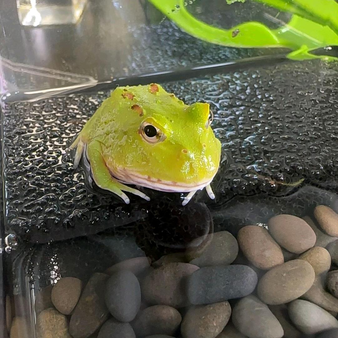 年芳四十🍋小许