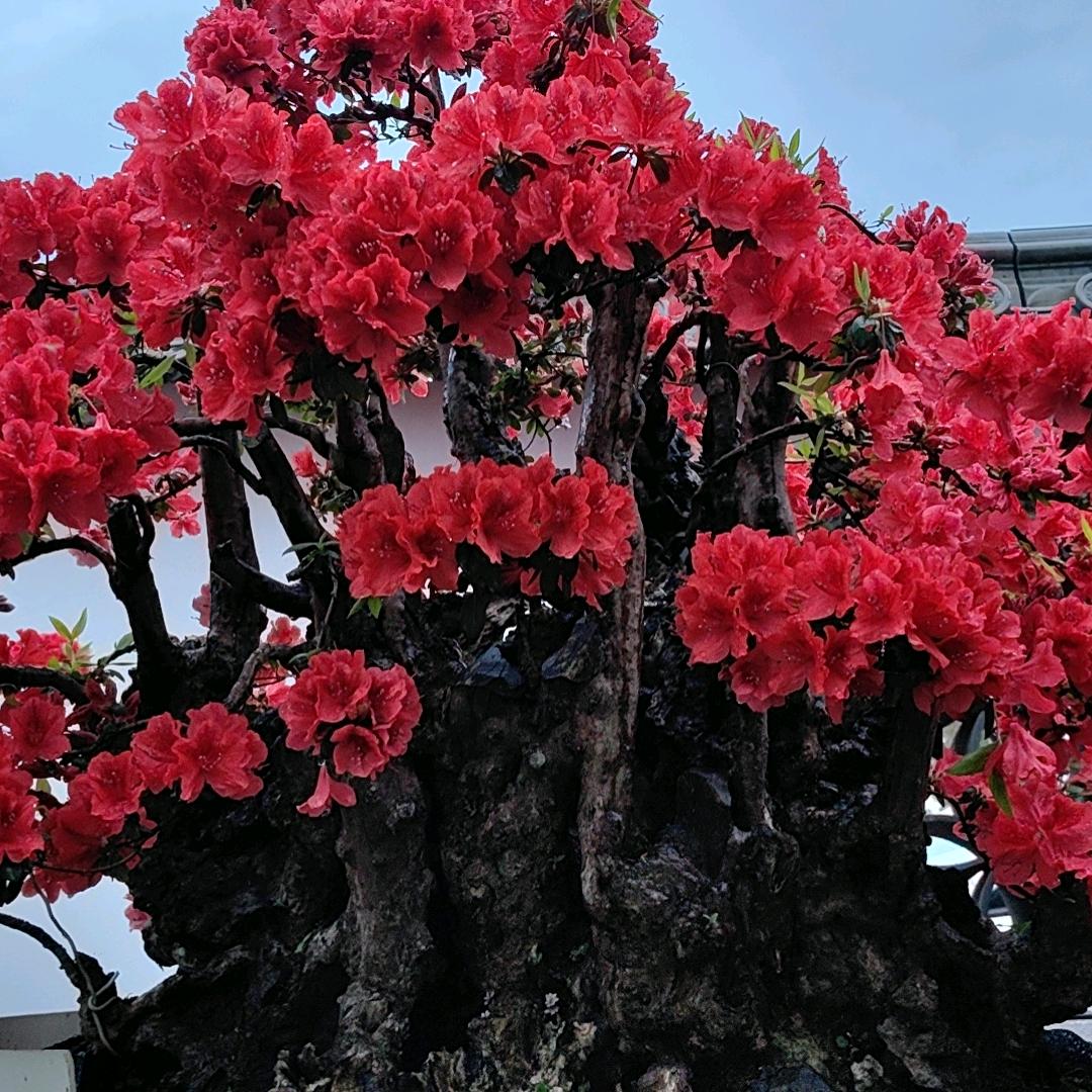 鲁艺平庸