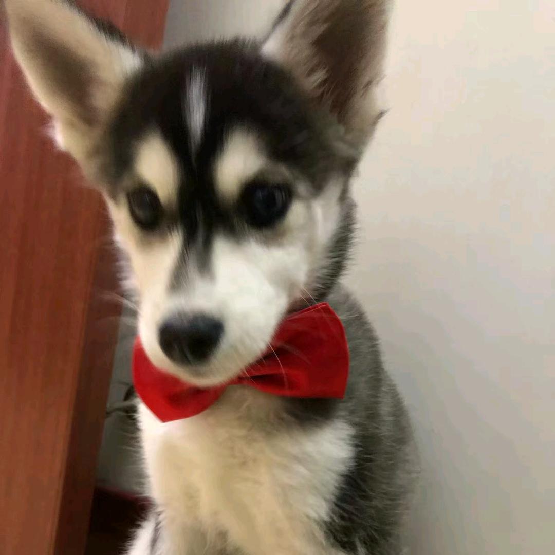 niu.