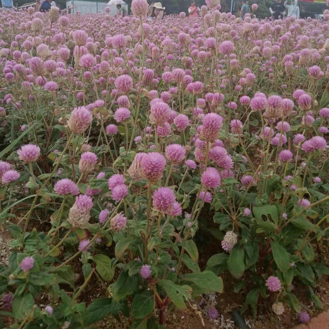 彩虹糖果