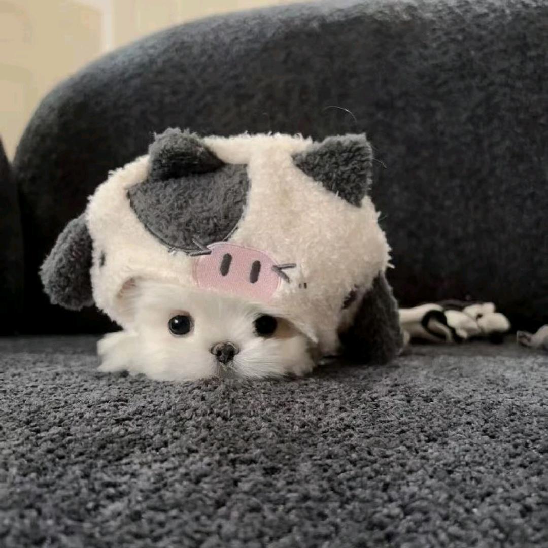 怜爱