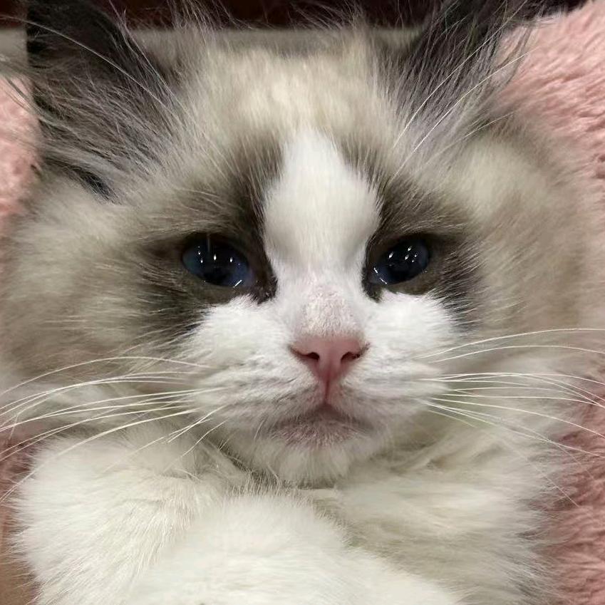 宫富贵的布偶猫生