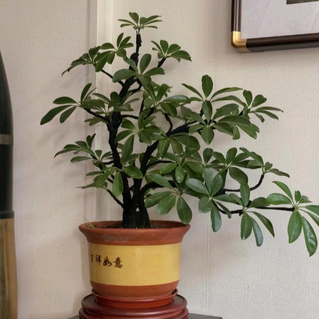 子鉴