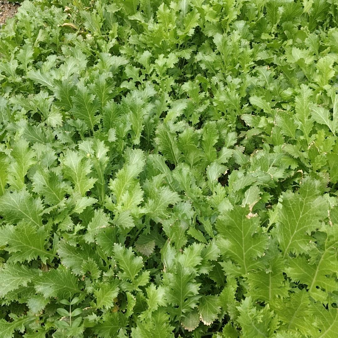 wl