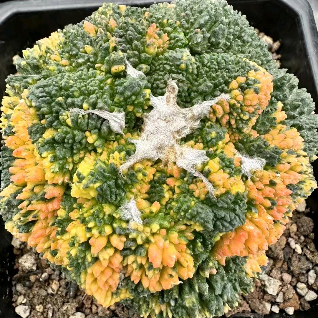 仙人科园艺 2