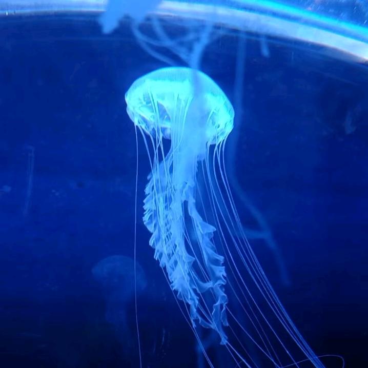 我是真的不想杀你.