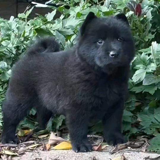 武汉广西田园犬养殖基地【武汉新洲】