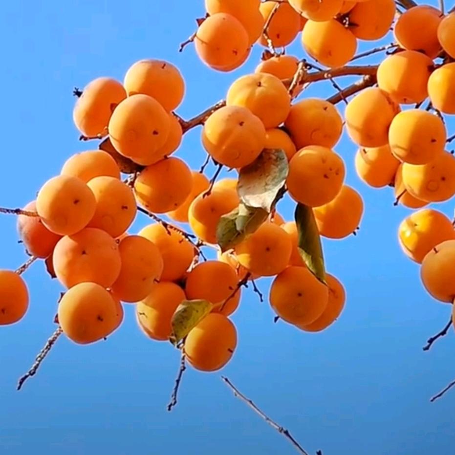 巴黎印象，盼盼门窗