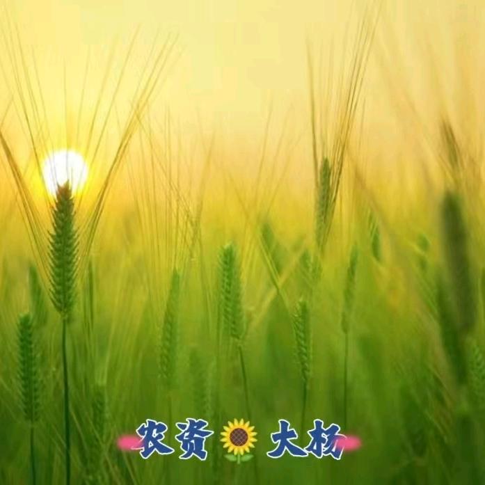 河南植保会大杨🌻