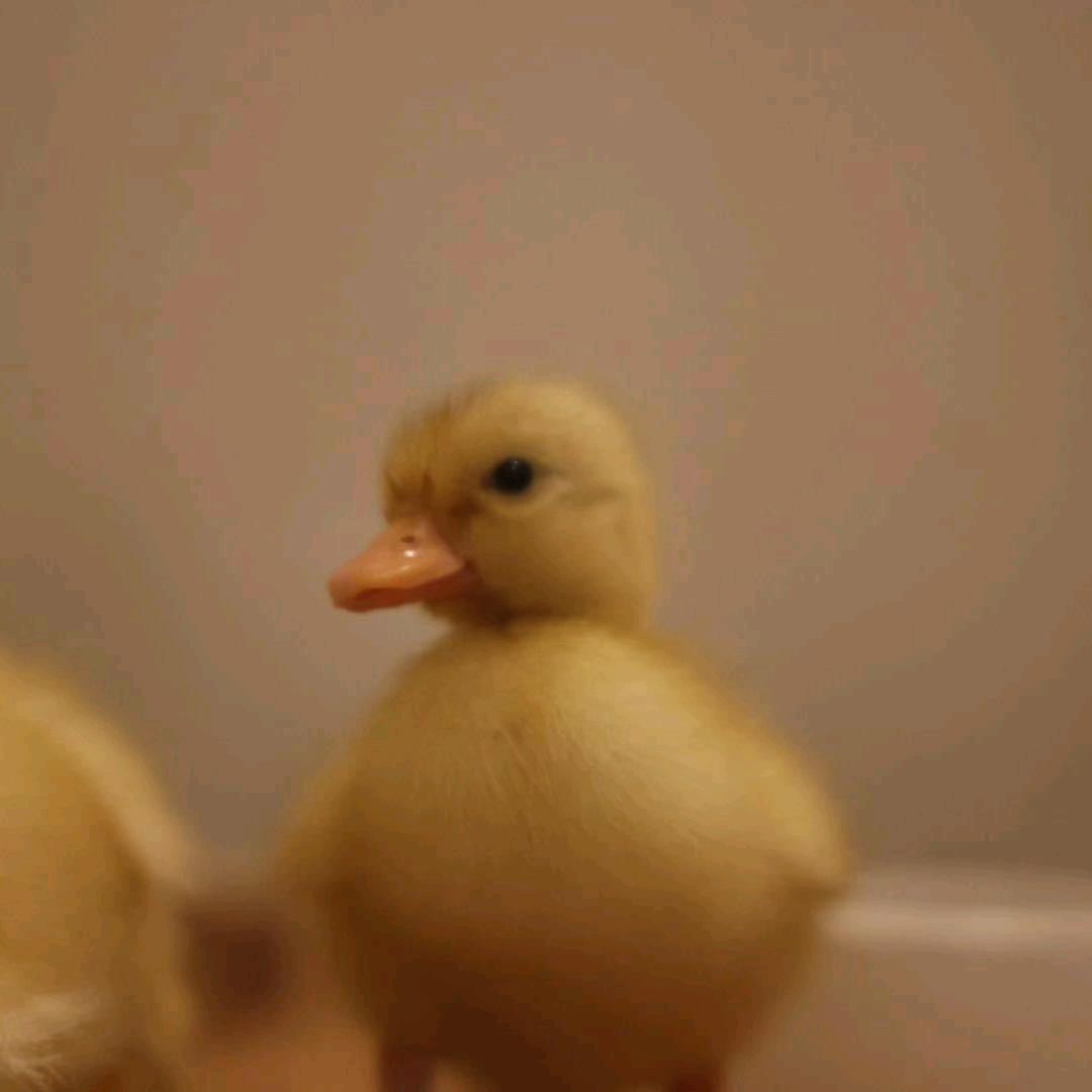 泰泰柯尔鸭🥇