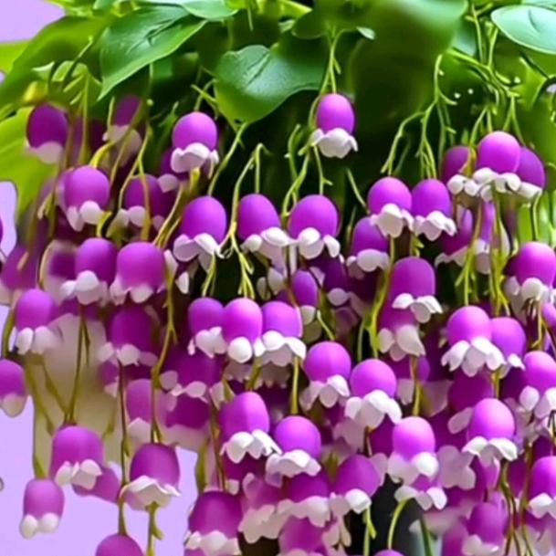 花好月圆