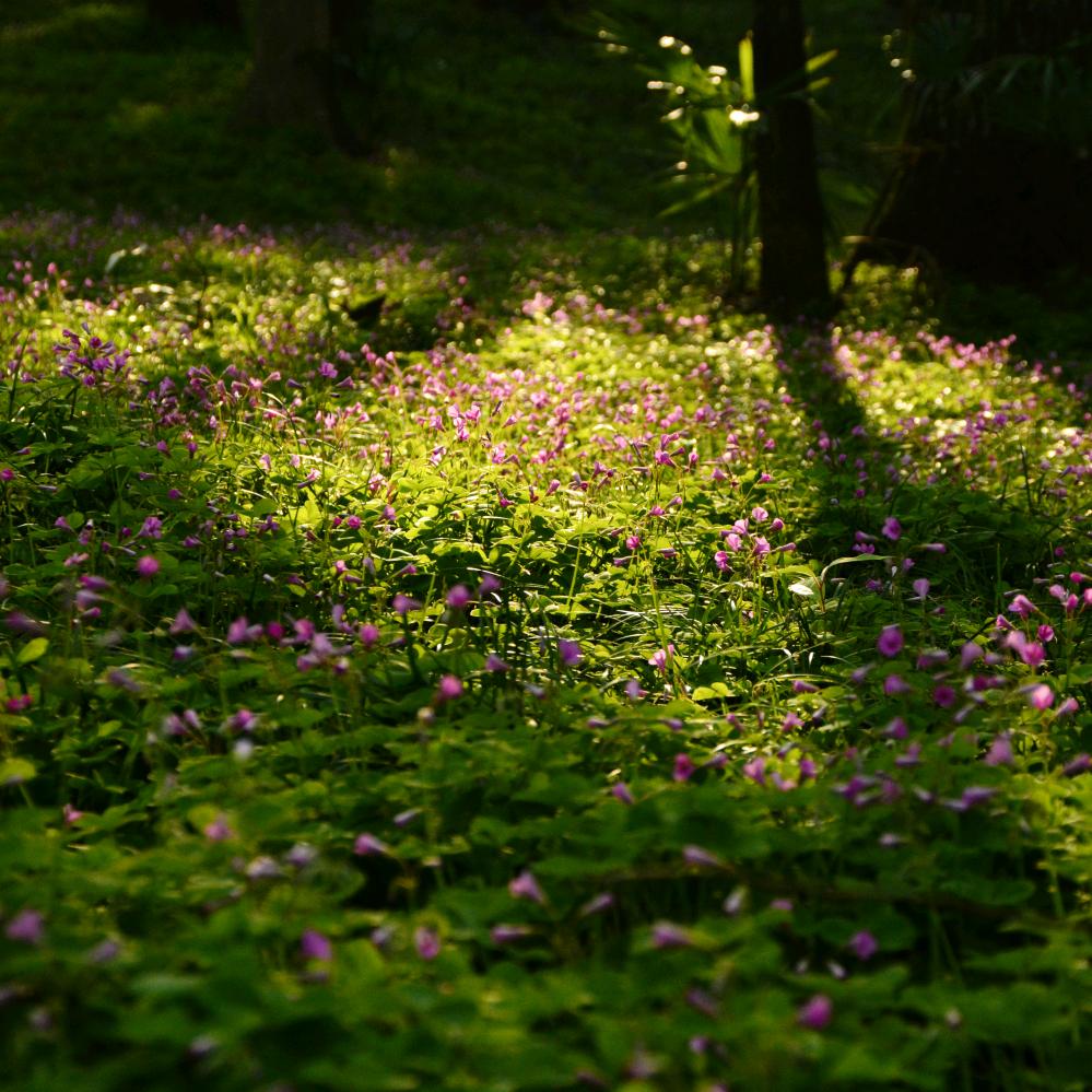 古道寻芳