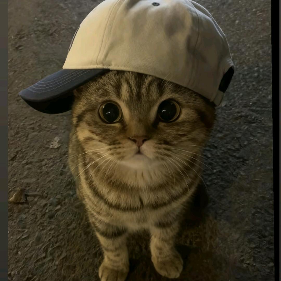 鲨鱼苦头