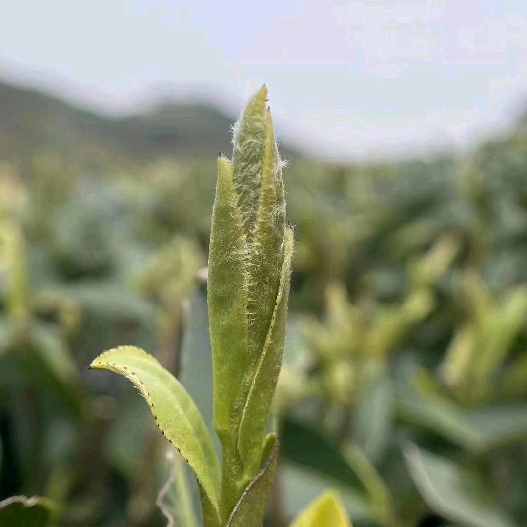 理想