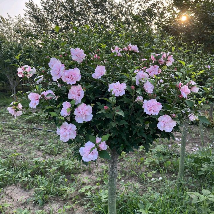 莱熙悦花卉