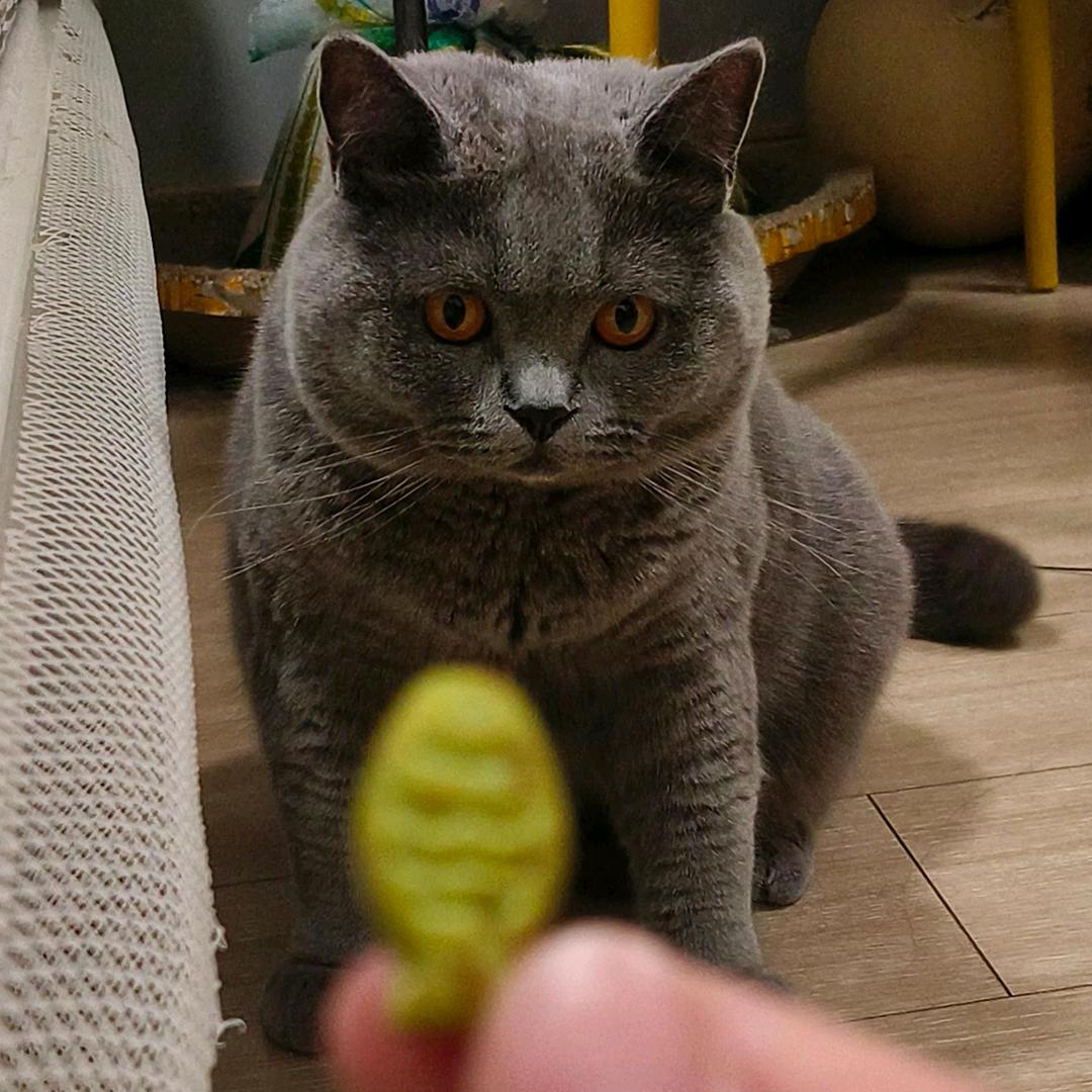 豆豆爱吃鱼🎣