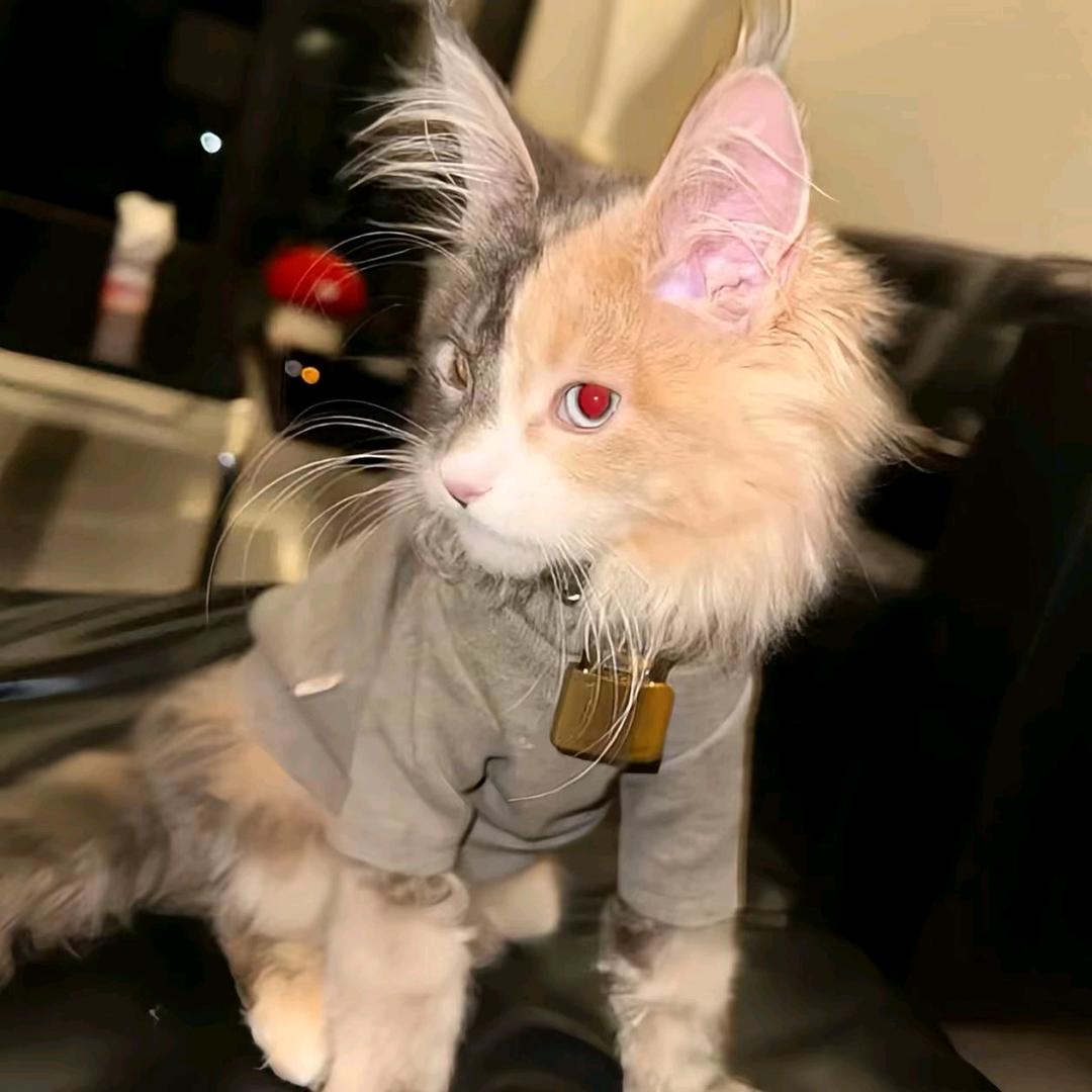 呆呆♡ོ𝒻𝓎