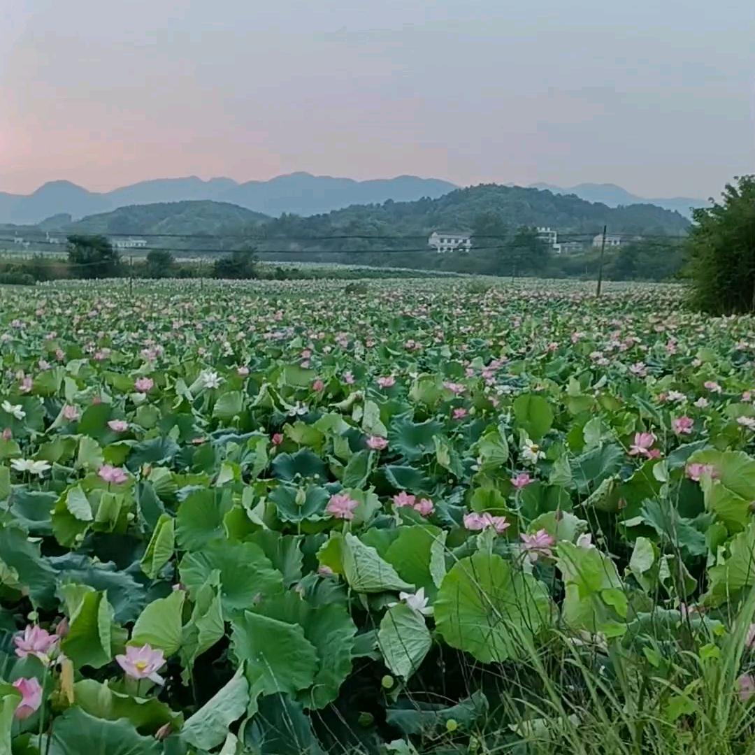 望月🏆静好