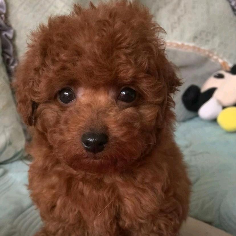 爱犬（糖🍬）