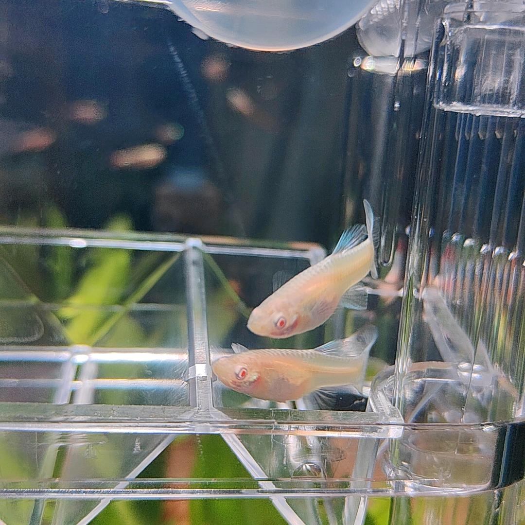 小宇养小鱼