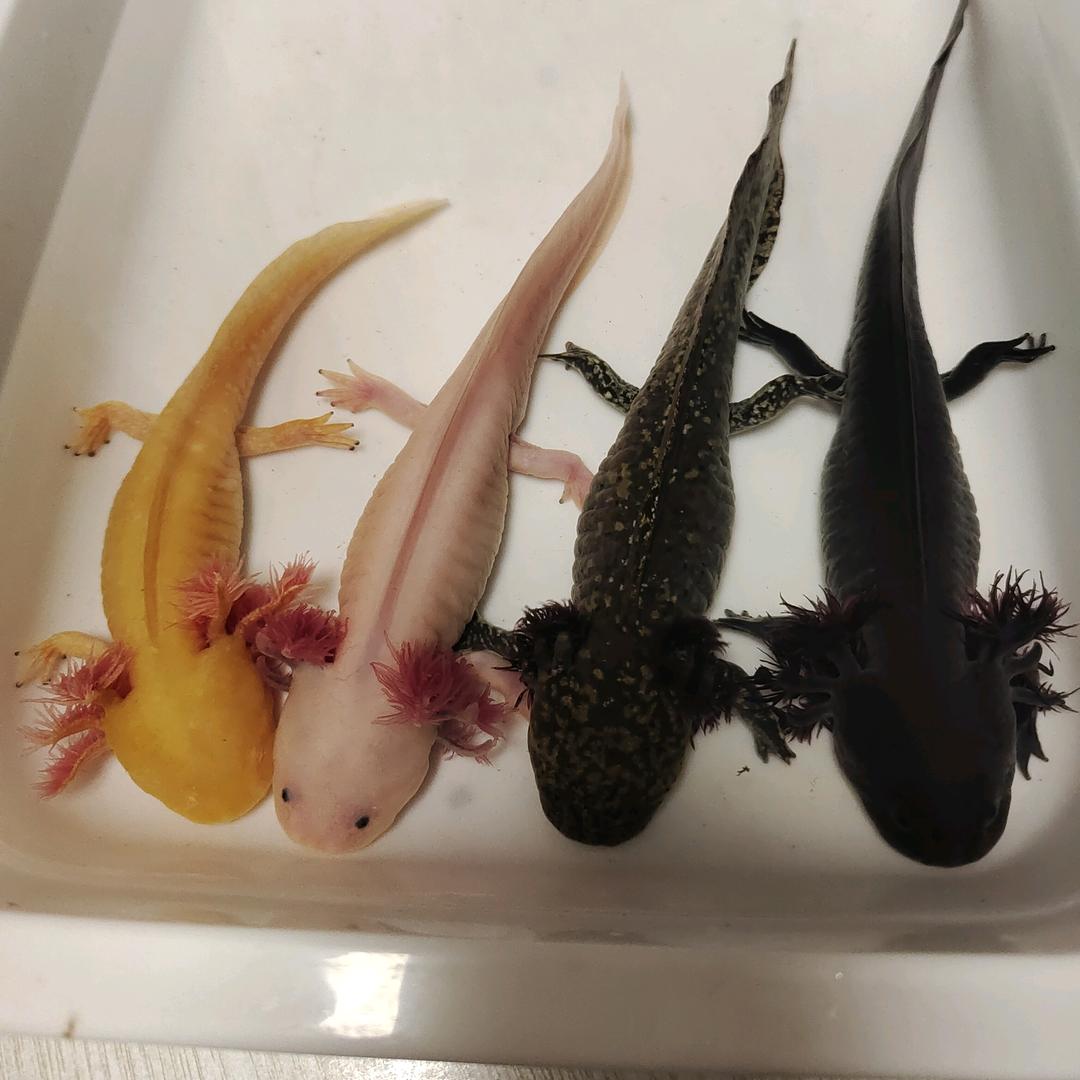 六角恐龙鱼优选基地