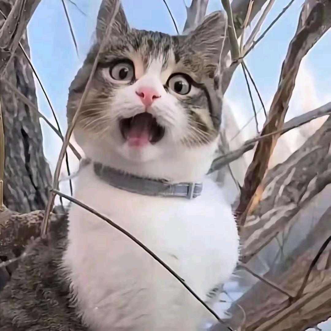 嗷嗷卡