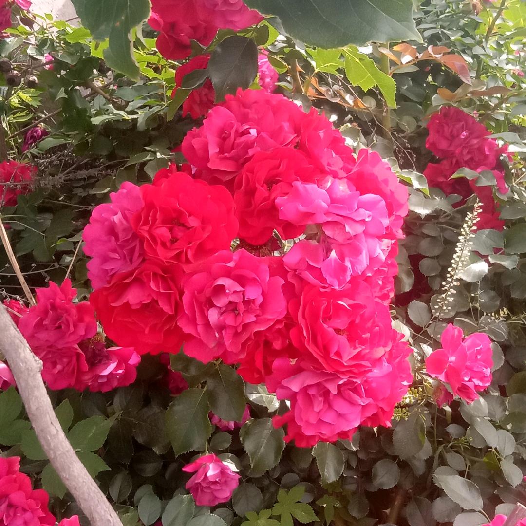 💋快乐宝贝（禁止连赞）🌹