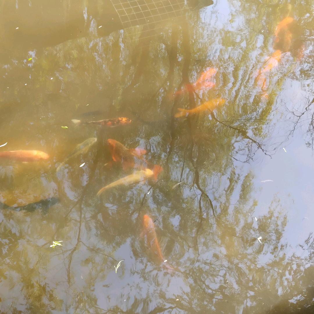 青春的军旅年华