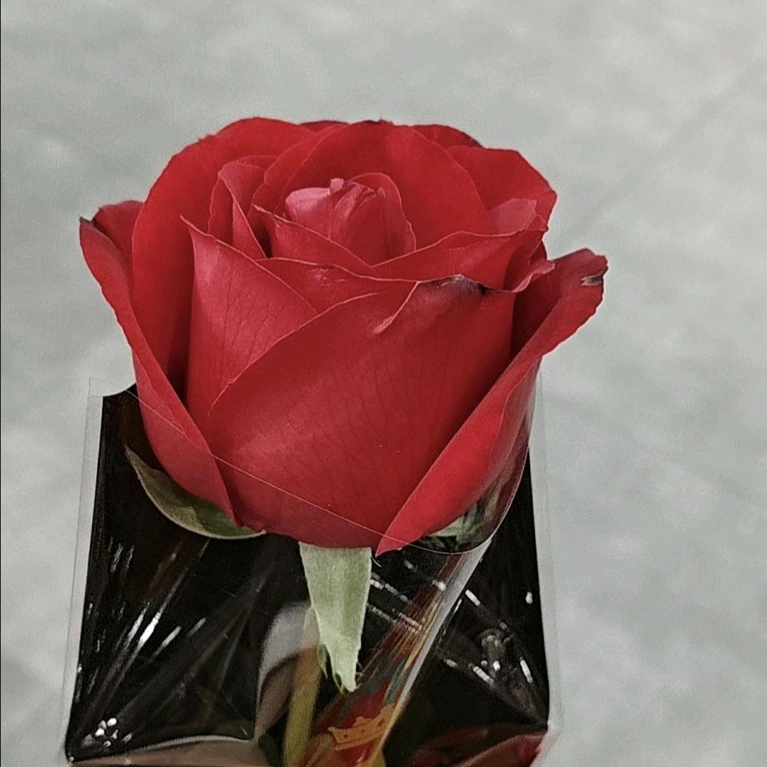 重生（拒私聊）