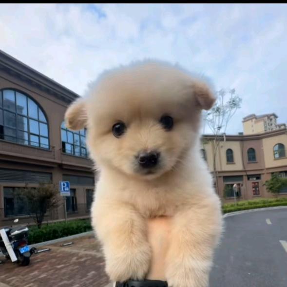歪哈哈头像